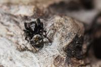 Pseudeuophrys erratica