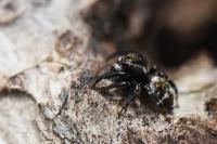 Pseudeuophrys erratica