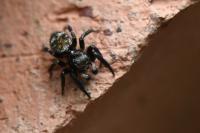 Pseudeuophrys erratica
