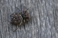 Attulus pubescens
