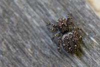 Attulus pubescens