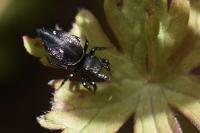 Heliophanus kochii