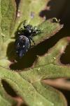 Heliophanus kochii