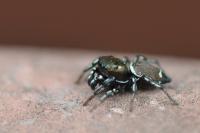 Heliophanus