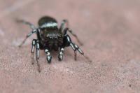 Heliophanus