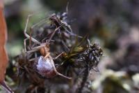 Linyphia triangularis