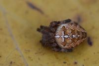 Araneus diadematus
