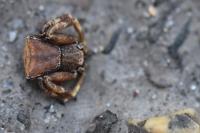 Pistius truncatus