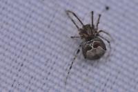 Ero tuberculata