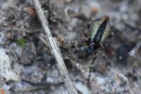 Cyclosa conica