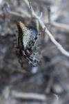 Cyclosa conica