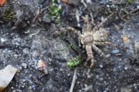 Philodromus