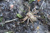 Philodromus
