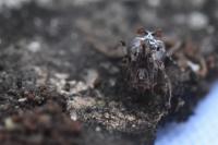 Ero tuberculata