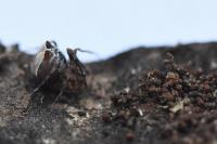 Ero tuberculata