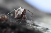 Ero tuberculata