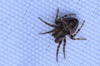 Gibbaranea bituberculata