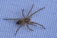 Anyphaena accentuata