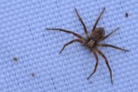 Philodromus