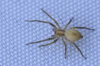 Anyphaena accentuata