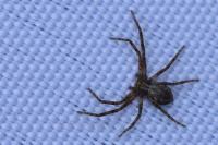 Philodromus