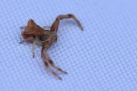 Pistius truncatus