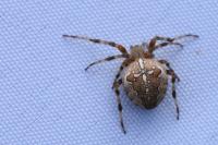 Araneus diadematus