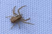 Xysticus ulmi