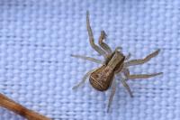 Xysticus ulmi