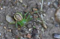 Diaea dorsata