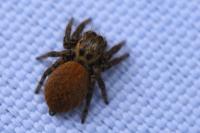 Carrhotus xanthogramma