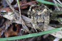 Araneus angulatus