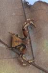 Pistius truncatus