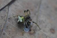 Gibbaranea gibbosa