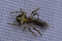 Gibbaranea gibbosa