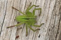 Micrommata ligurina