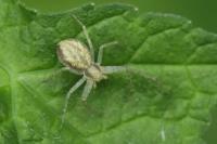 Philodromus dispar