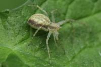 Philodromus dispar