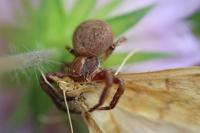 Xysticus