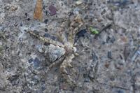Philodromus