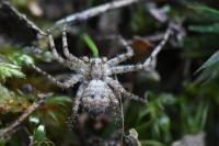 Philodromus