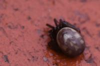 Steatoda grossa