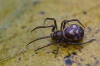 Steatoda grossa