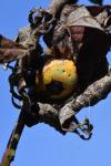Araneus marmoreus