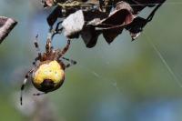 Araneus marmoreus