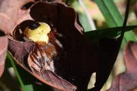 Araneus marmoreus