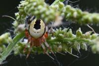 Araneus marmoreus