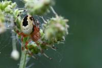 Araneus marmoreus