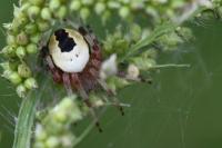 Araneus marmoreus