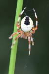 Araneus marmoreus